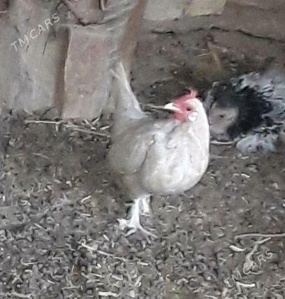 Karlik towyk - Гызыларбат - img 3