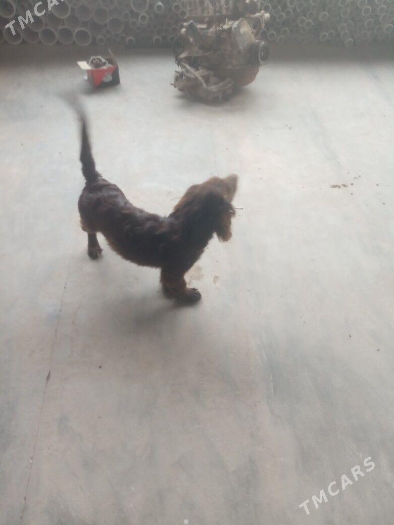 Ahotnici - Туркменабат - img 3