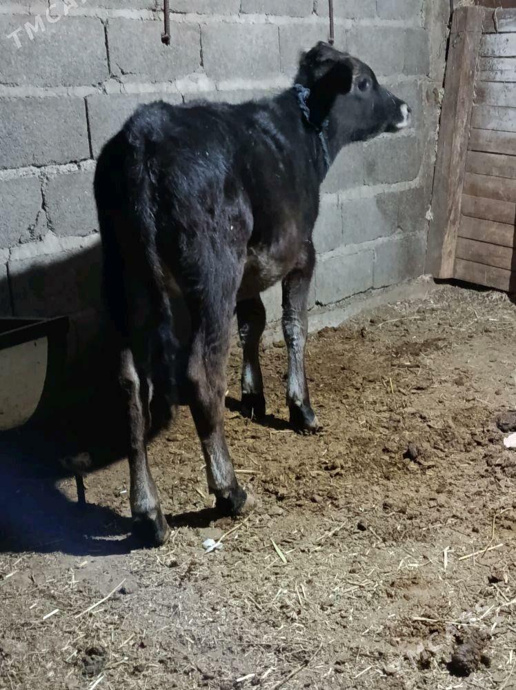 şwes tuwe - Bäherden - img 2