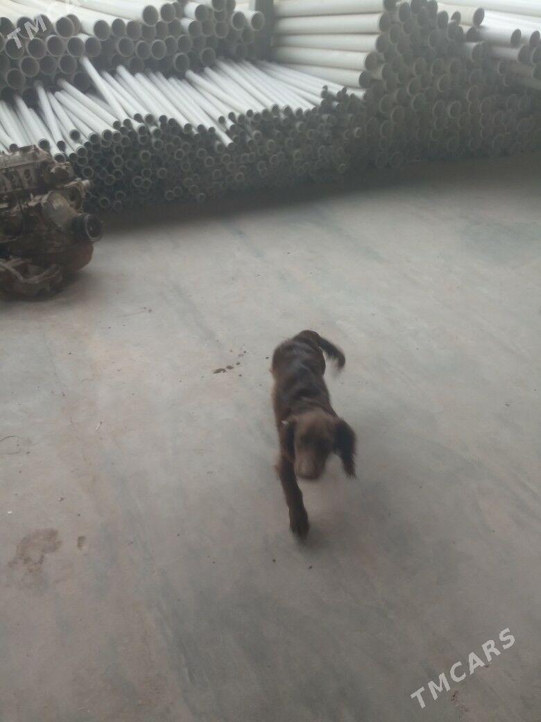 Ahotnici - Туркменабат - img 1