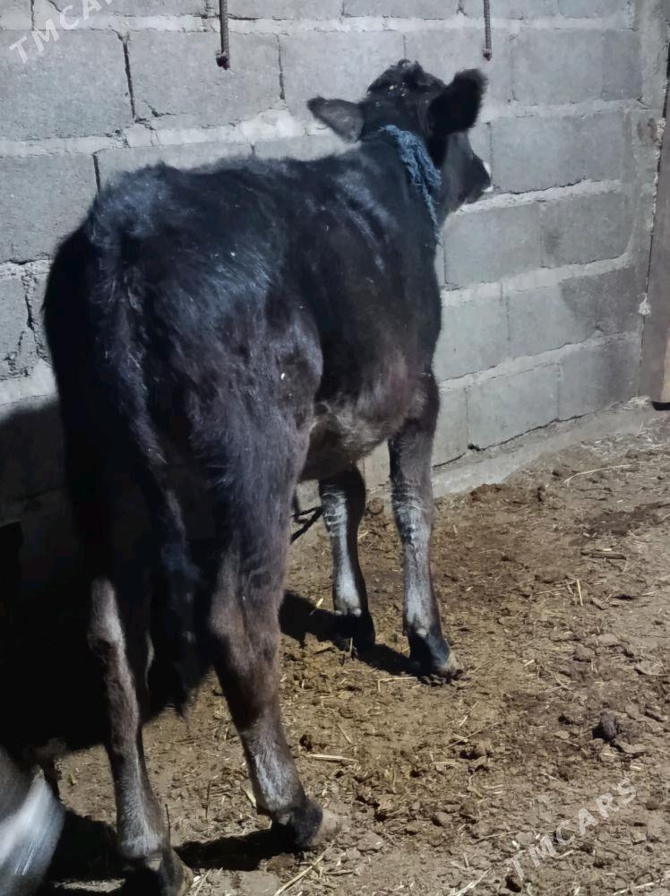 şwes tuwe - Бахарден - img 1