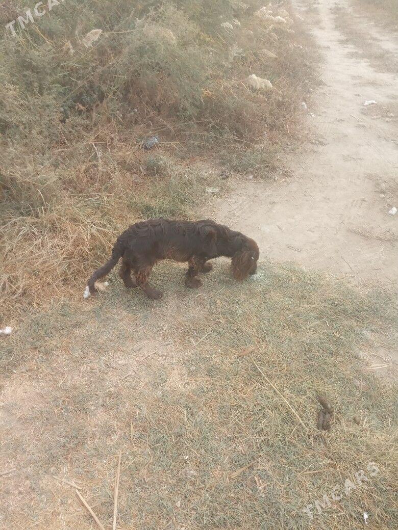 Ahotnici - Туркменабат - img 4