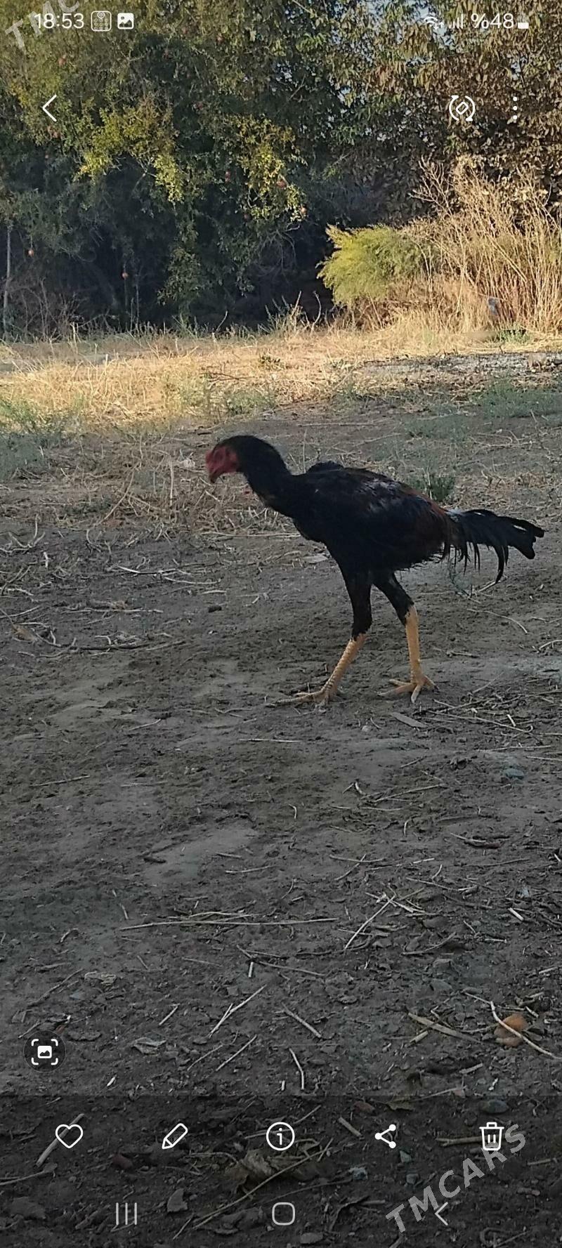 taskent xoraz - Кипджак - img 1