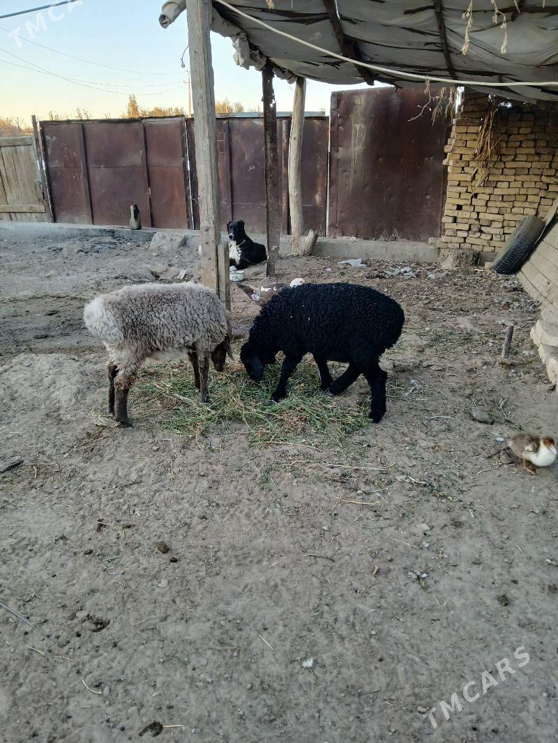 2 guzy, 1 etkek 1 urkaçy - Туркменабат - img 2