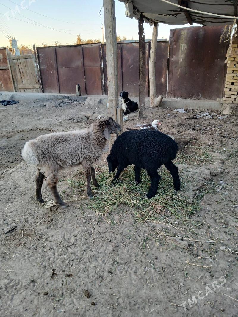 2 guzy, 1 etkek 1 urkaçy - Туркменабат - img 1