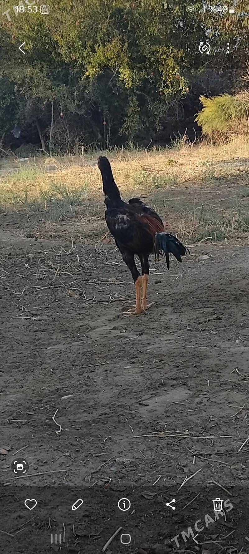 taskent xoraz - Кипджак - img 2