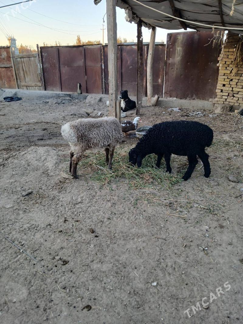 2 guzy, 1 etkek 1 urkaçy - Туркменабат - img 3