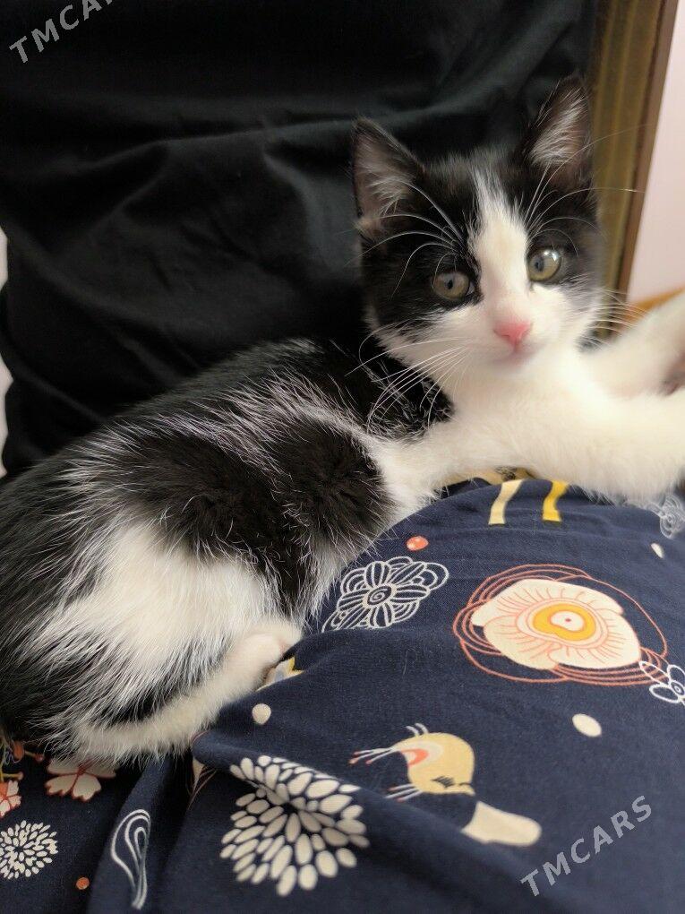 pişik - Дашогуз - img 2