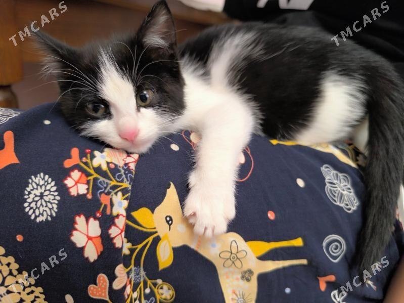 pişik - Daşoguz - img 1