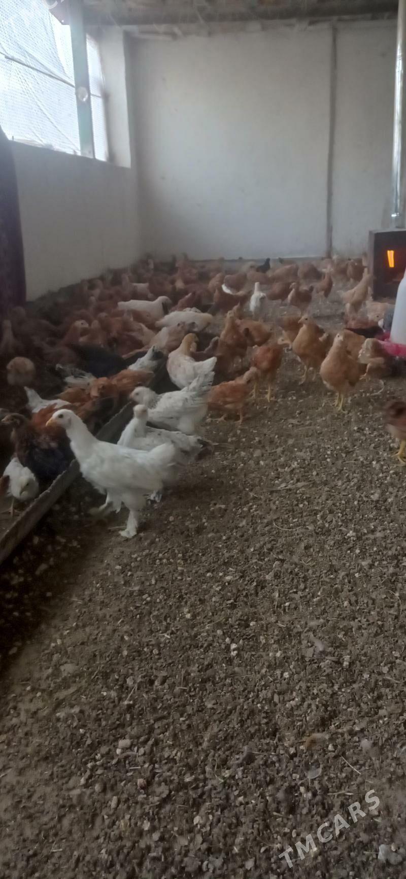 towuk jüýje - Теджен - img 2