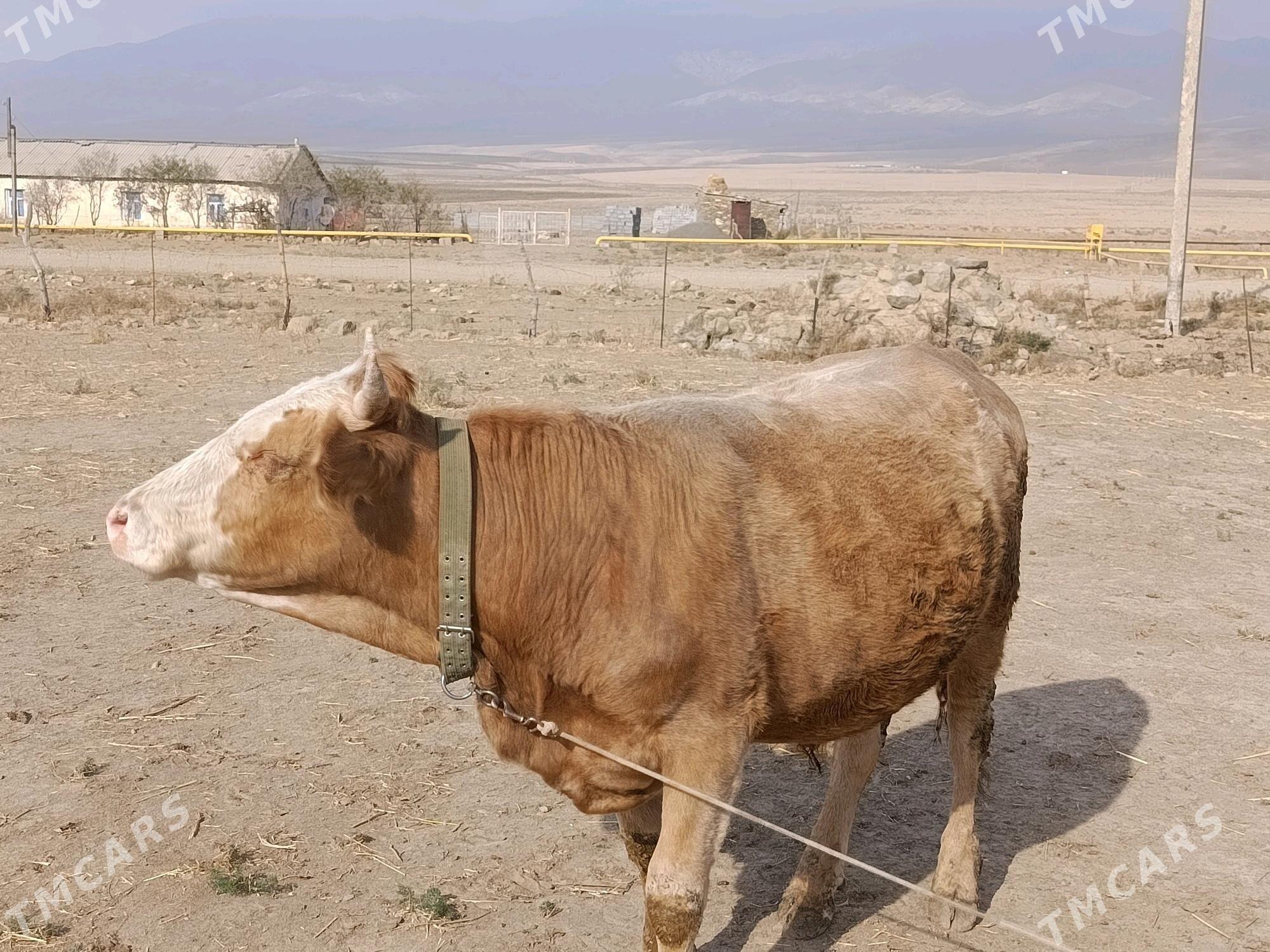 bakyly okuz - Бахарден - img 2