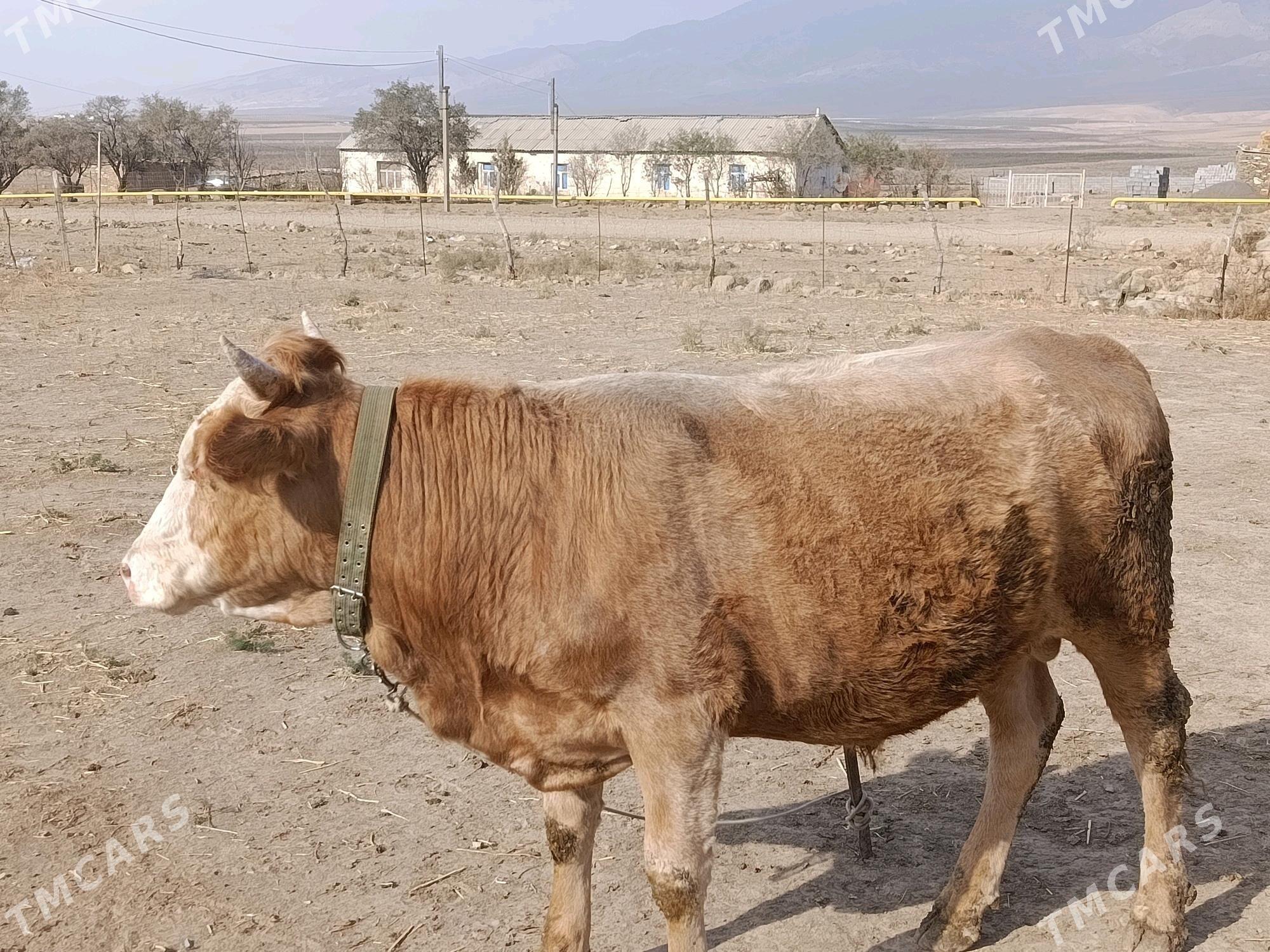 bakyly okuz - Бахарден - img 3