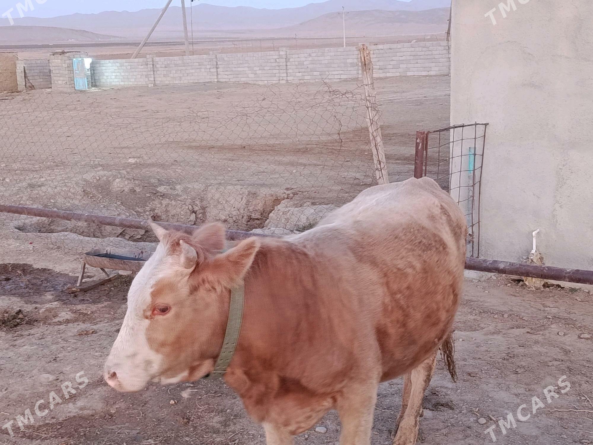 bakyly okuz - Бахарден - img 4