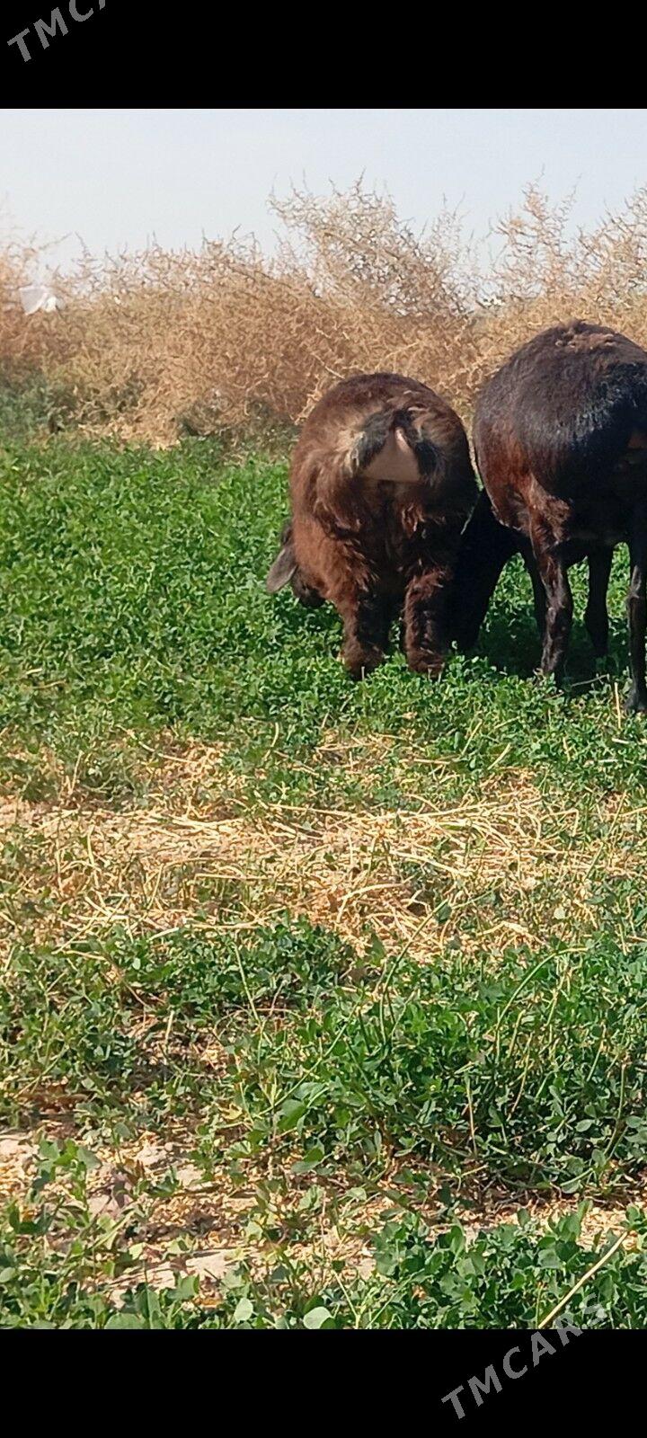 gisar tokly - Aşgabat - img 4