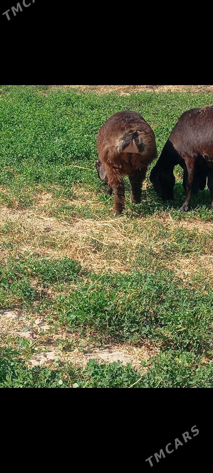 gisar tokly - Aşgabat - img 3