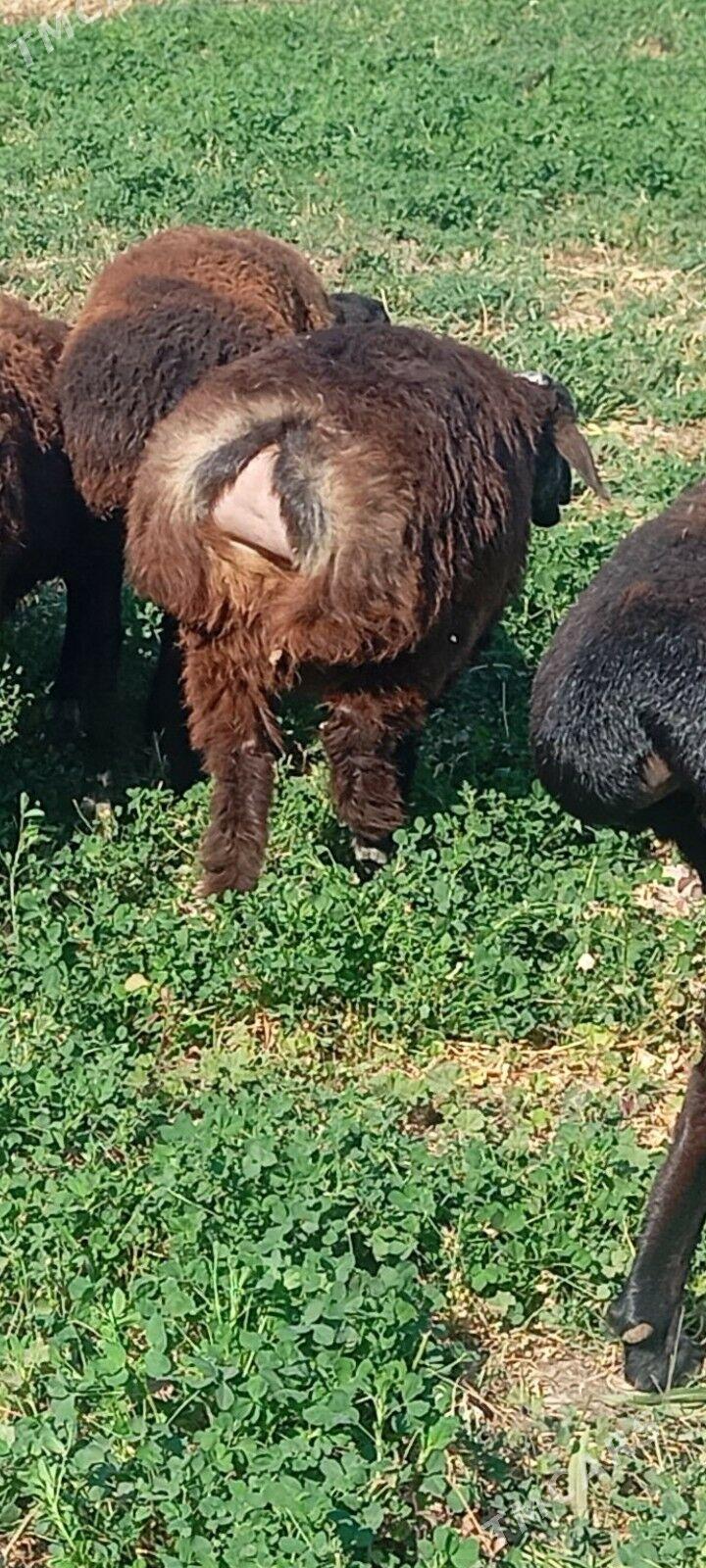 gisar tokly - Aşgabat - img 2