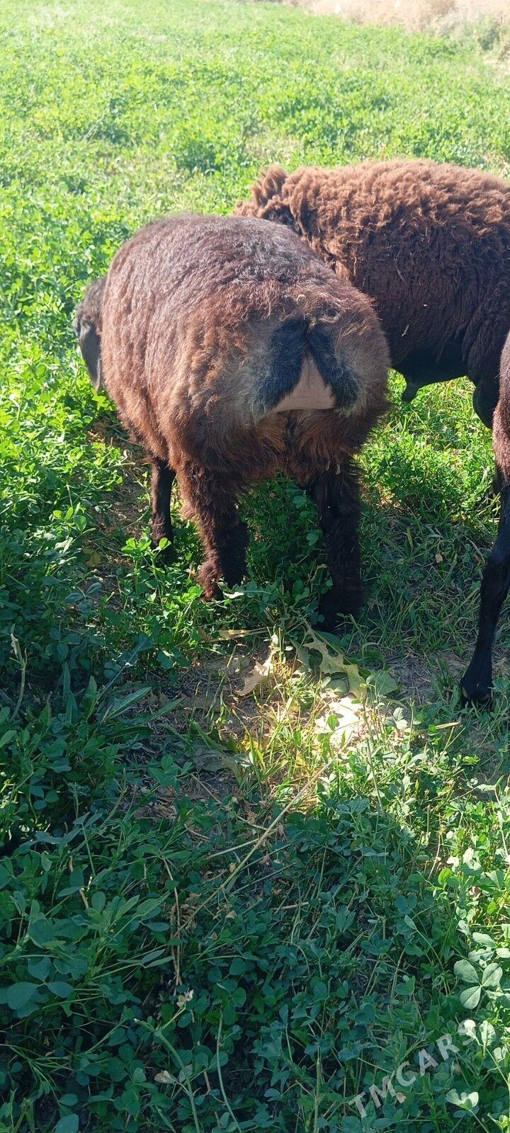 gisar tokly - Aşgabat - img 1