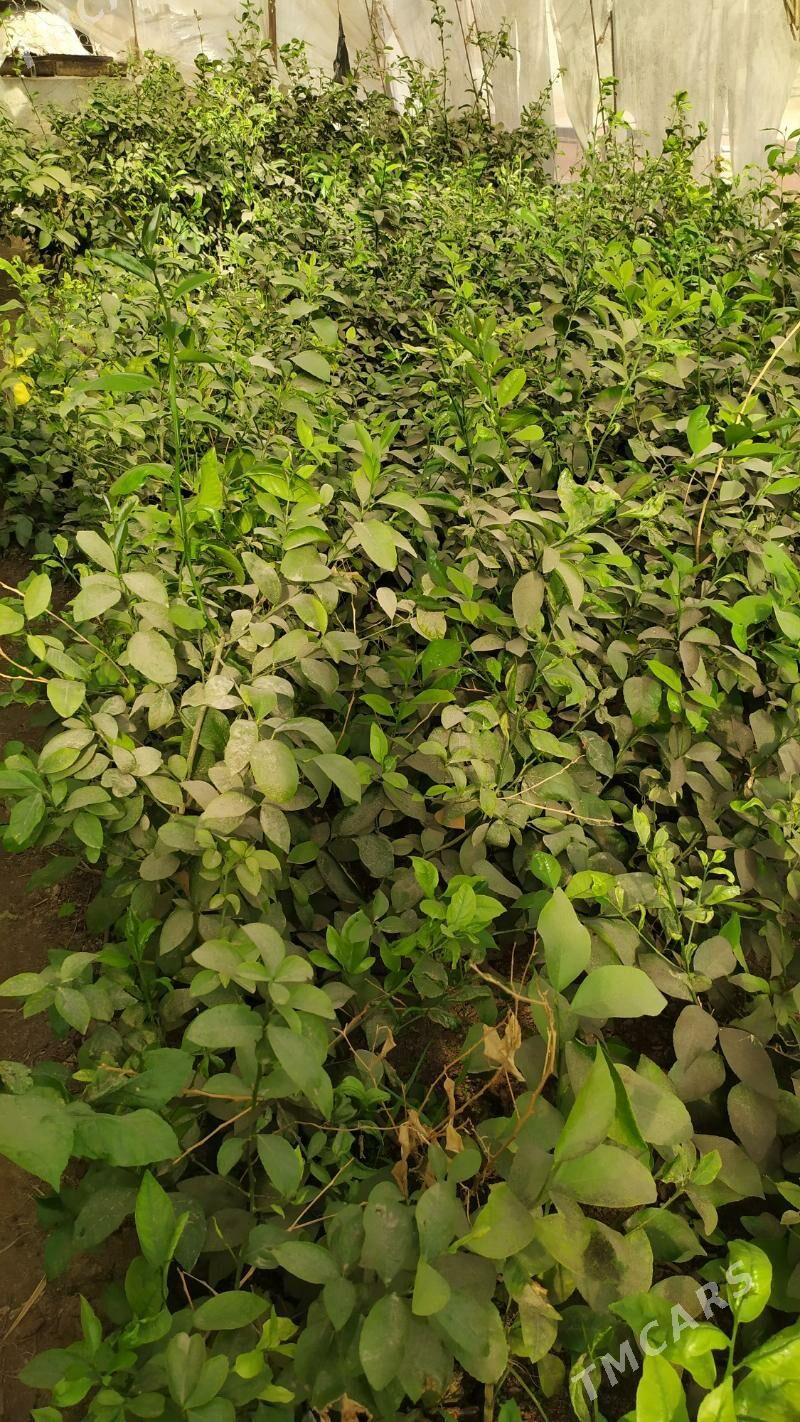 limon nahal - Çärjew - img 2