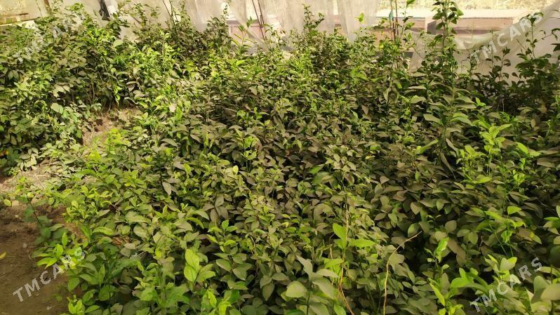 limon nahal - Çärjew - img 3