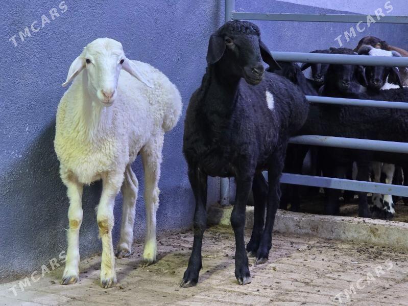 Gisar Goç - Köşi - img 1