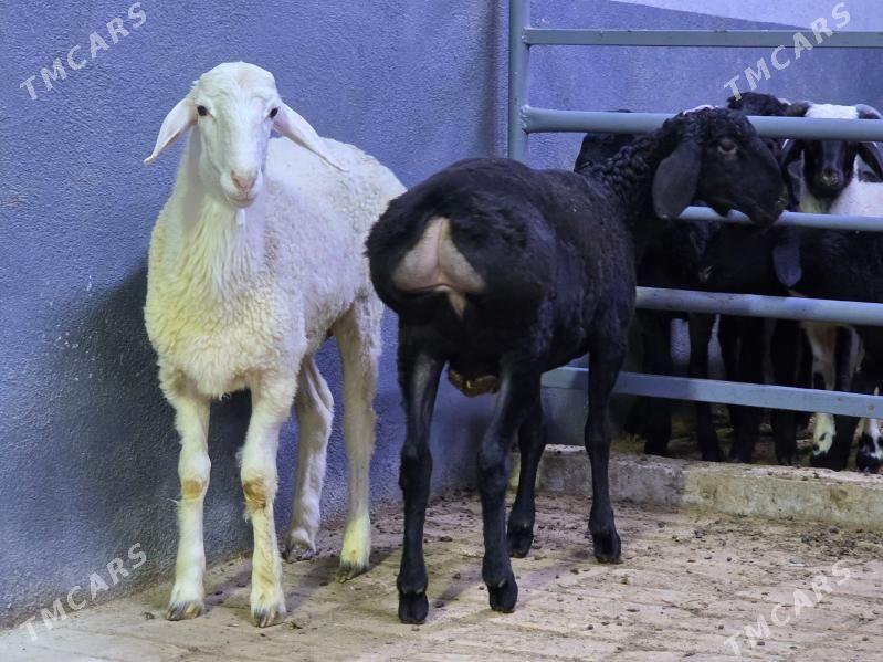 Gisar Goç - Köşi - img 3