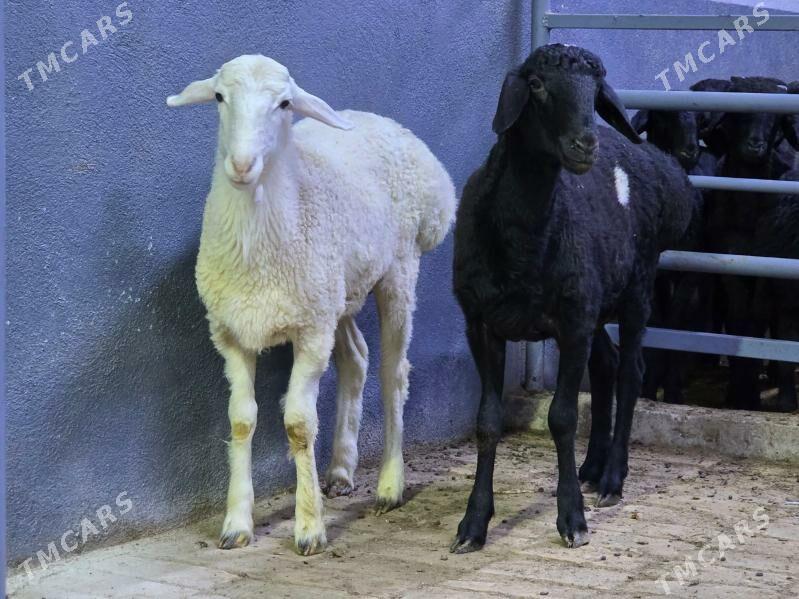 Gisar Goç - Köşi - img 2