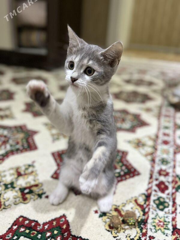 pisijek - Ашхабад - img 2