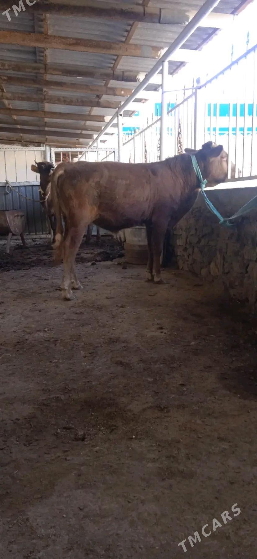 okiz - Bereket - img 3