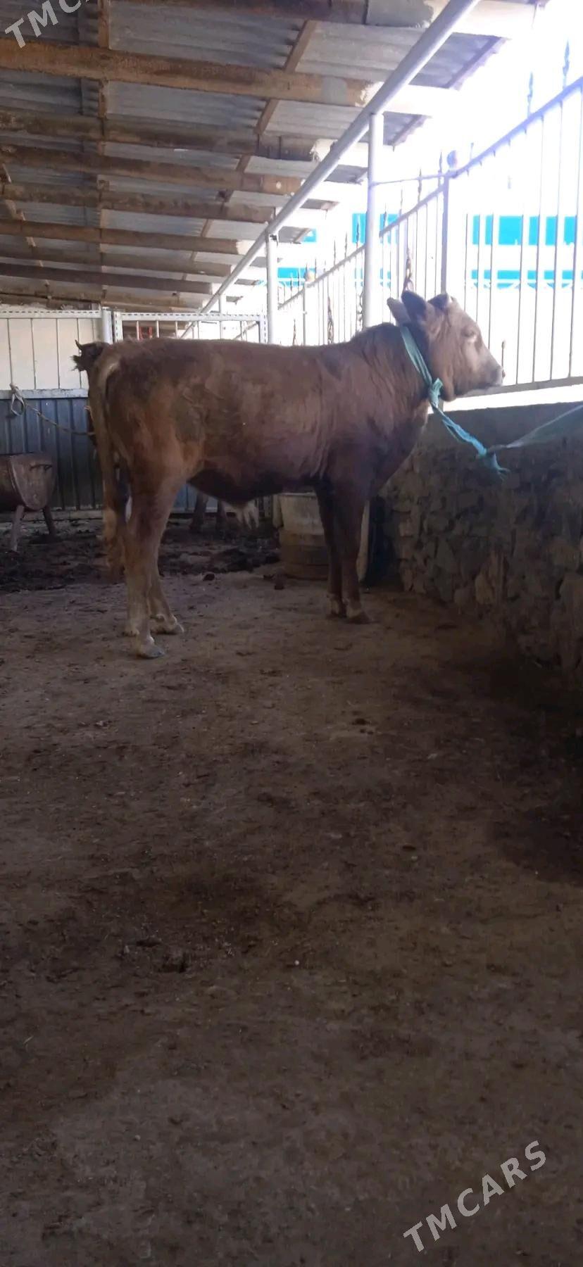 okiz - Bereket - img 2