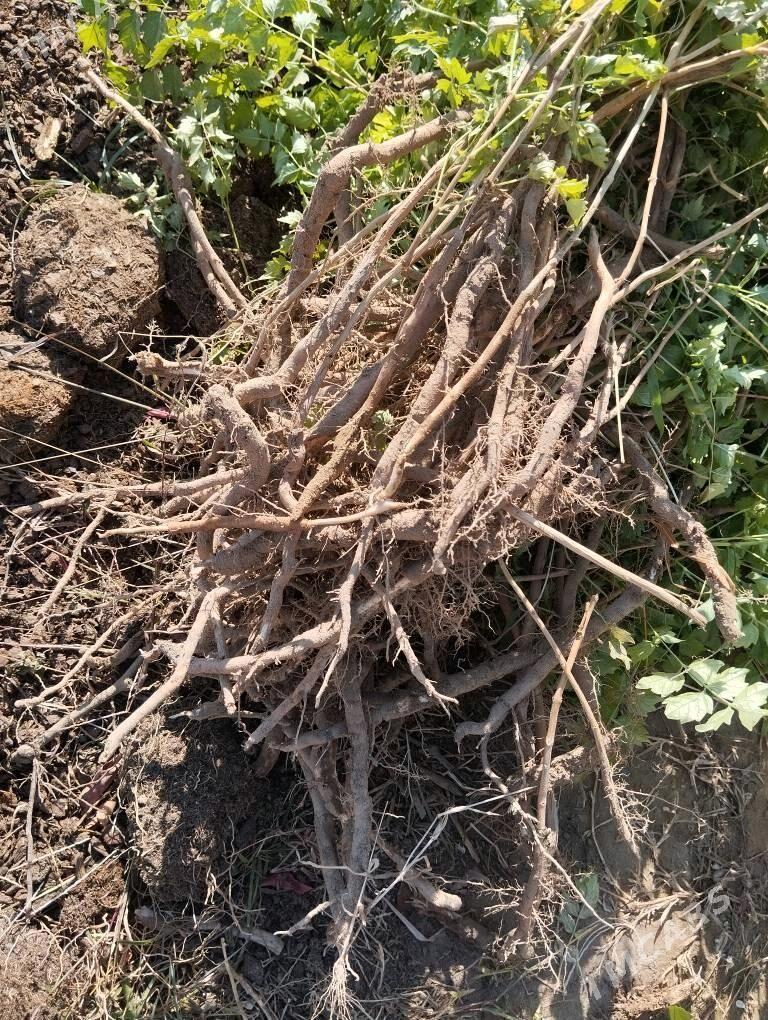 Кампсис - Änew - img 3