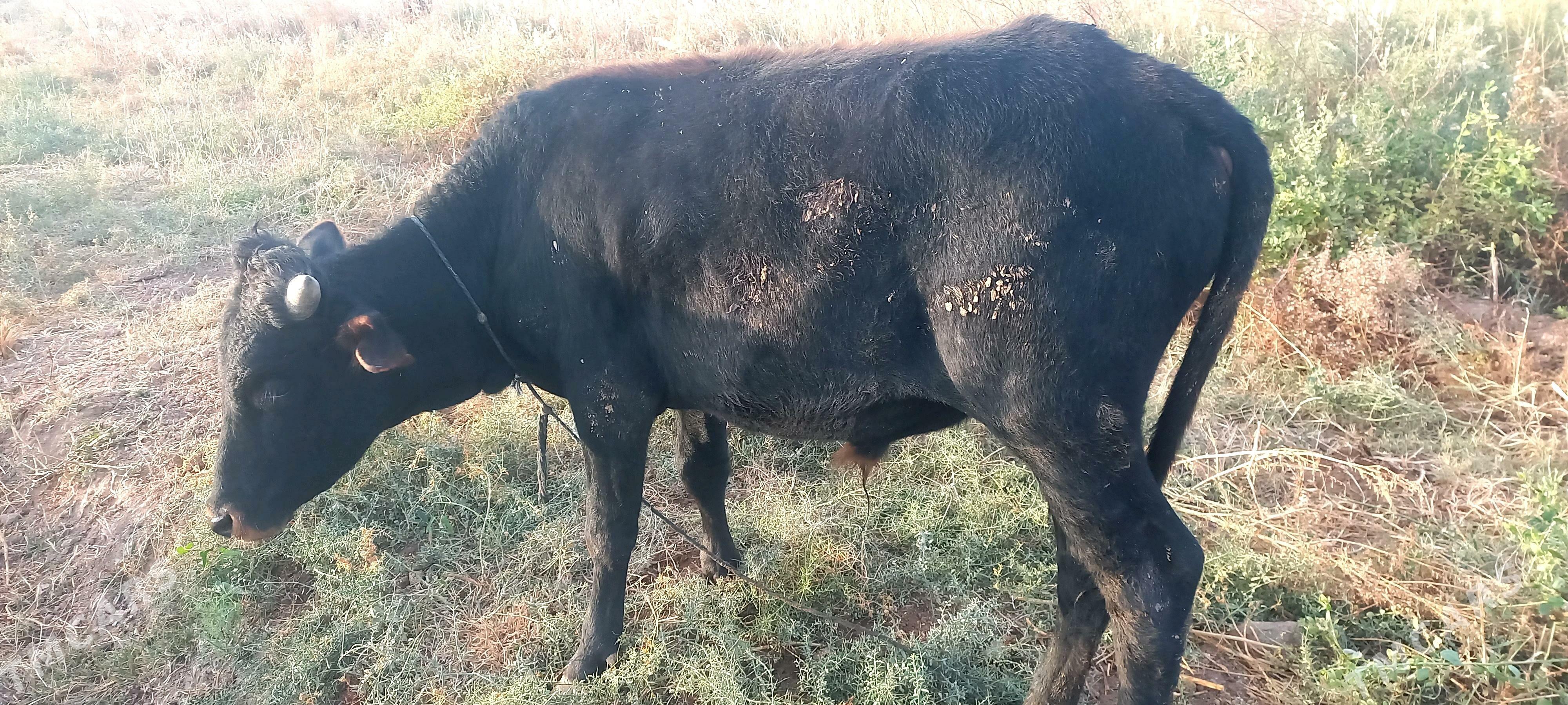 okyz - Теджен - img 2