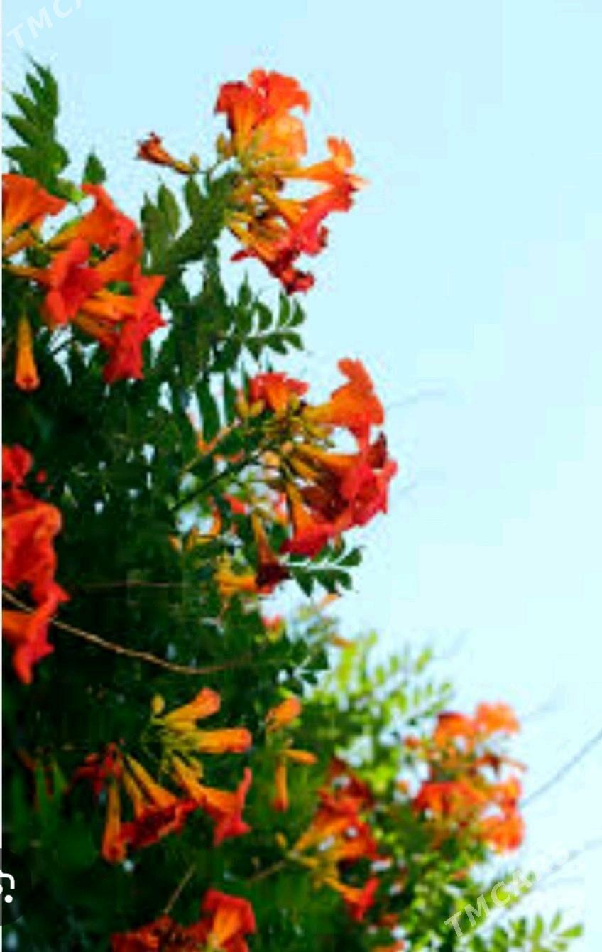 Кампсис - Änew - img 2