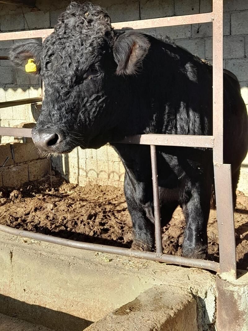 angus ökuz - Ашхабад - img 3