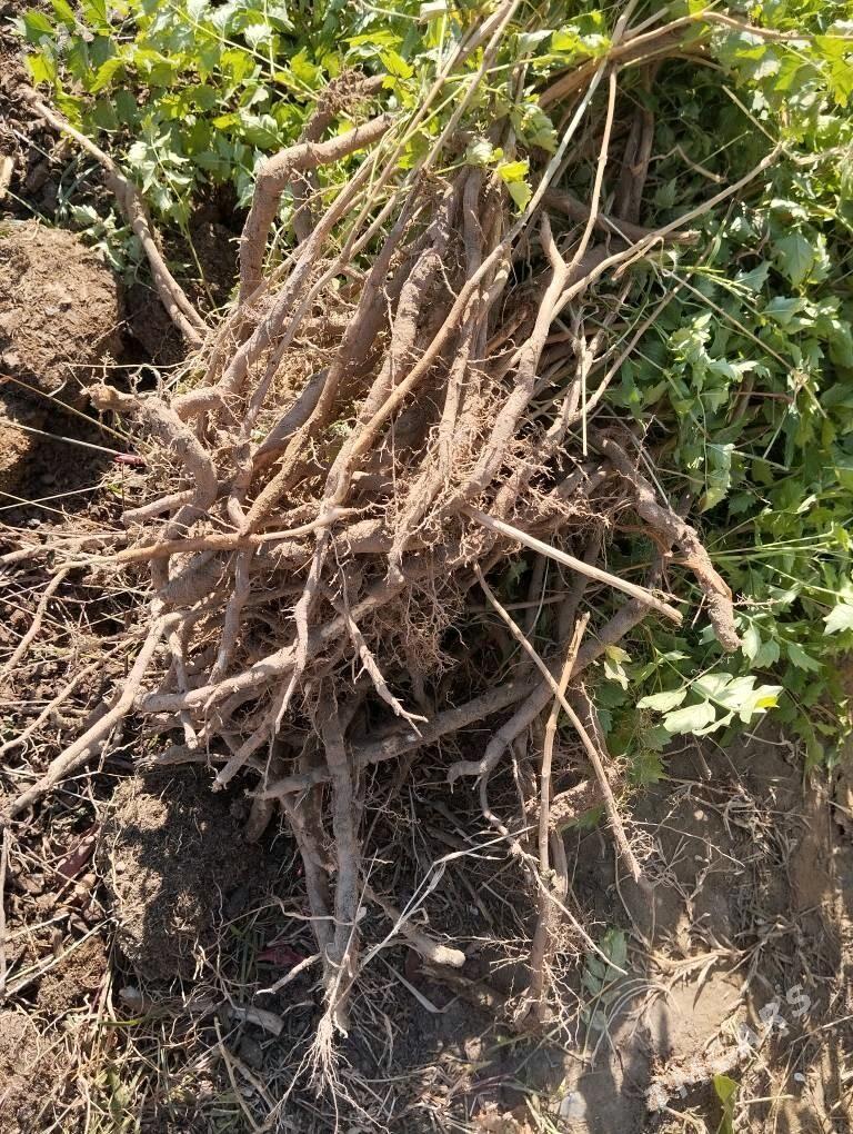 Кампсис - Änew - img 5