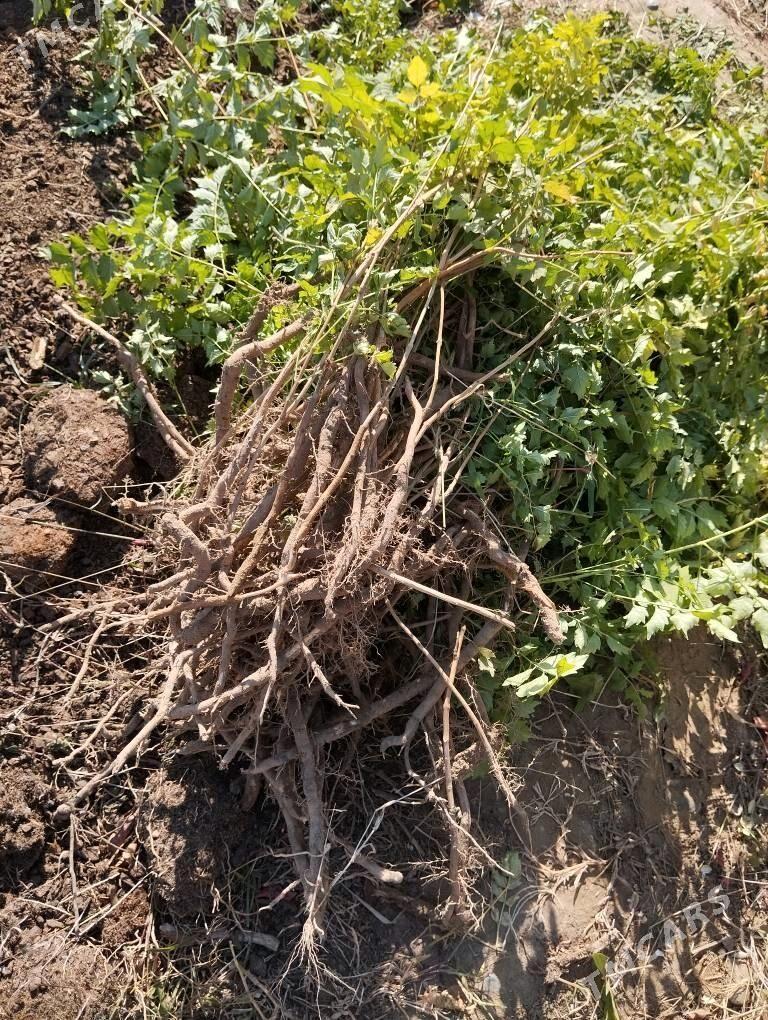 Кампсис - Änew - img 4