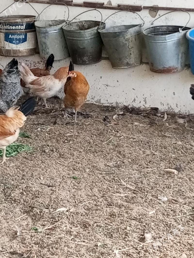 towuk - Бахарден - img 1