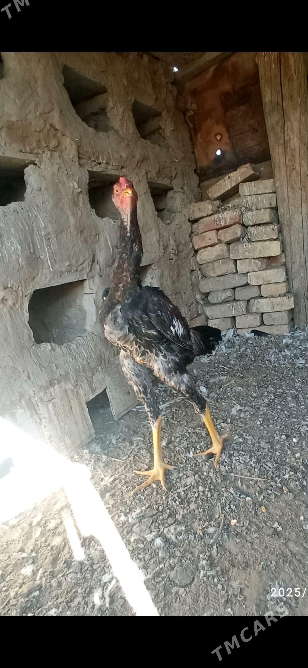 horoz - Mary - img 2