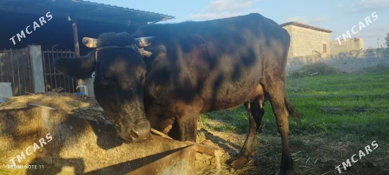 Göleli sygyr - Gökdepe - img 3