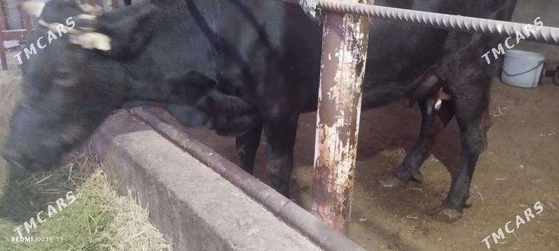 Göleli sygyr - Gökdepe - img 1