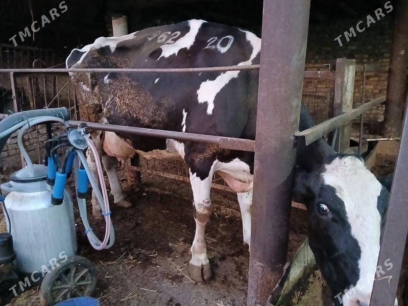 сагдын голштейн сыгыр - Çärjew - img 2