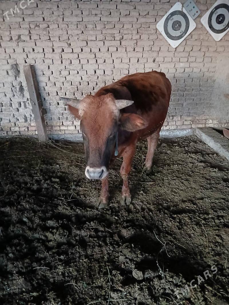 okuzler - Sakarçäge - img 3