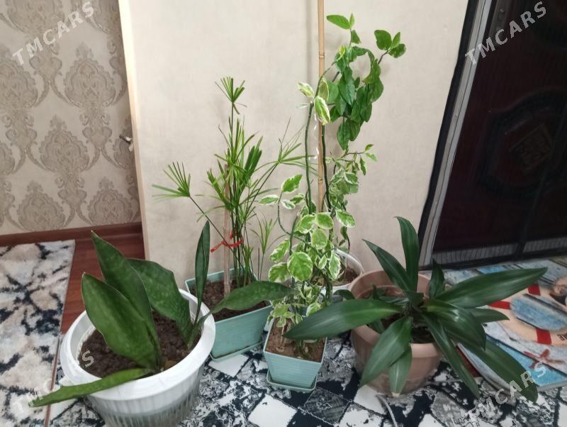 oy gulleri - Aşgabat - img 1