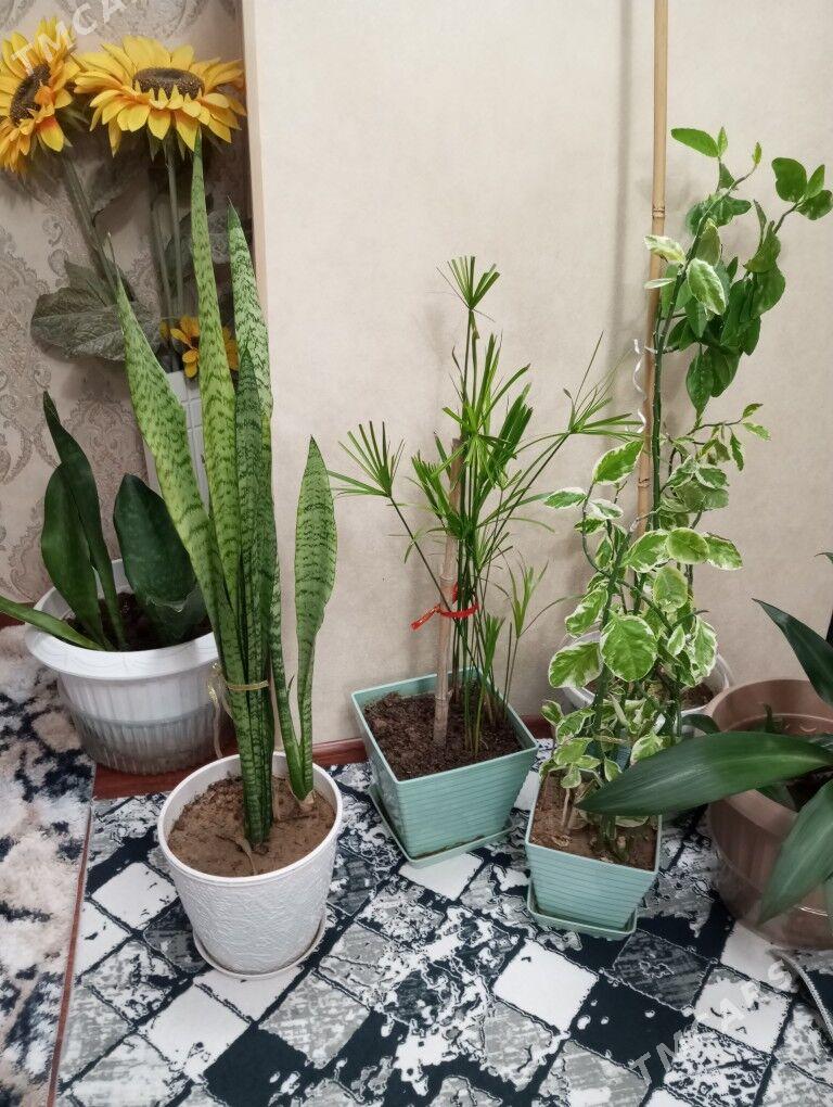 oy gulleri - Aşgabat - img 6