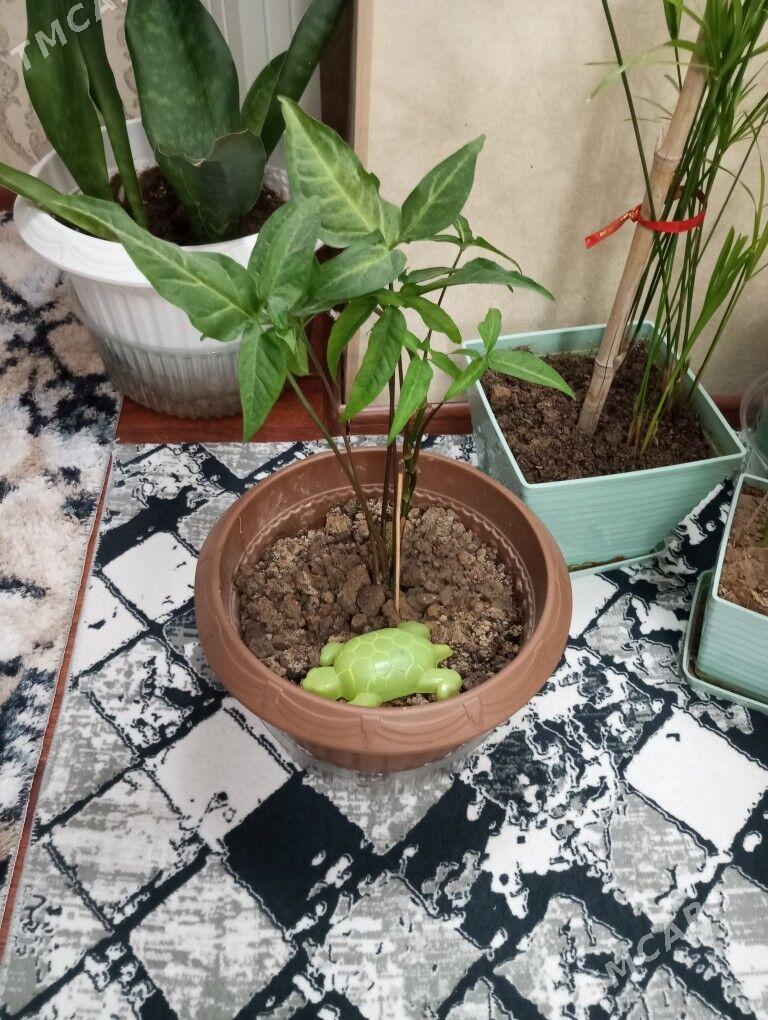 oy gulleri - Aşgabat - img 5