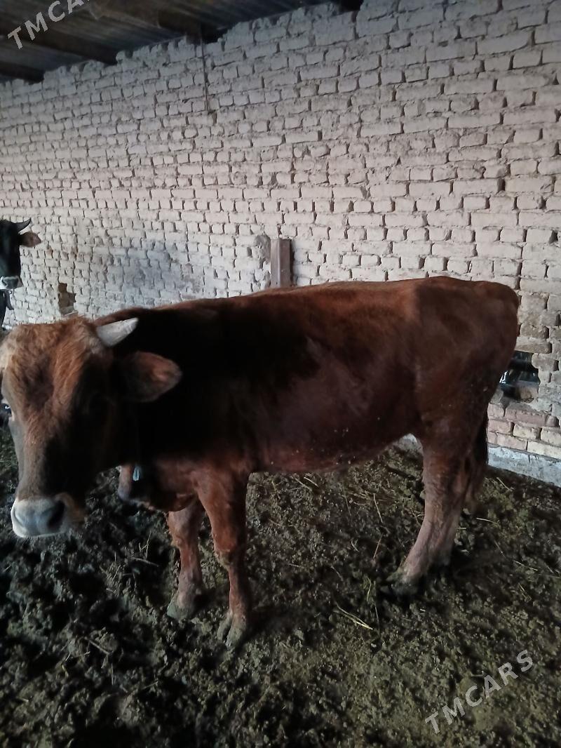 okuzler - Sakarçäge - img 2