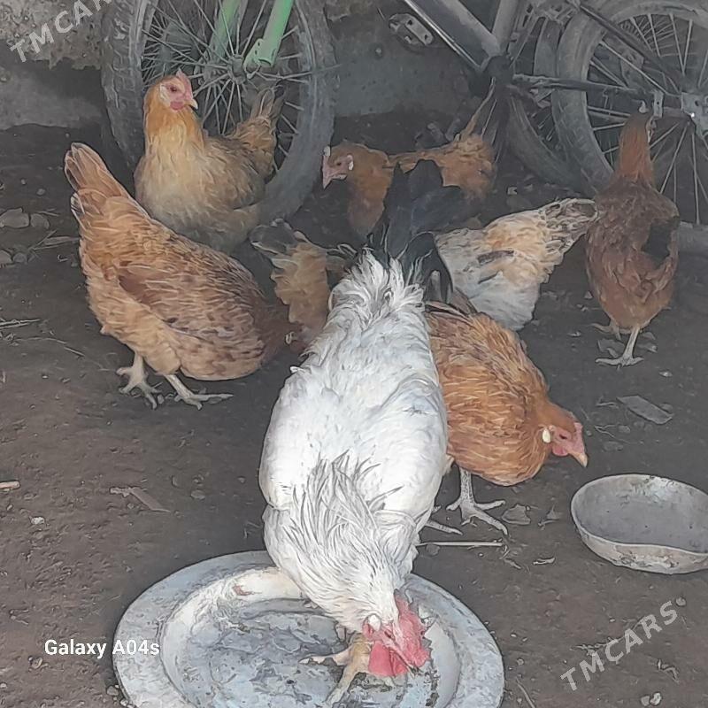 Towuk mesniÿ - Туркменабат - img 2