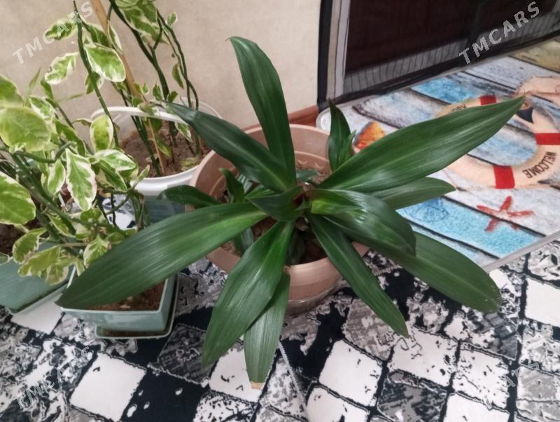 oy gulleri - Aşgabat - img 4