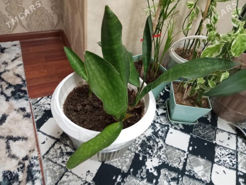 oy gulleri - Aşgabat - img 3