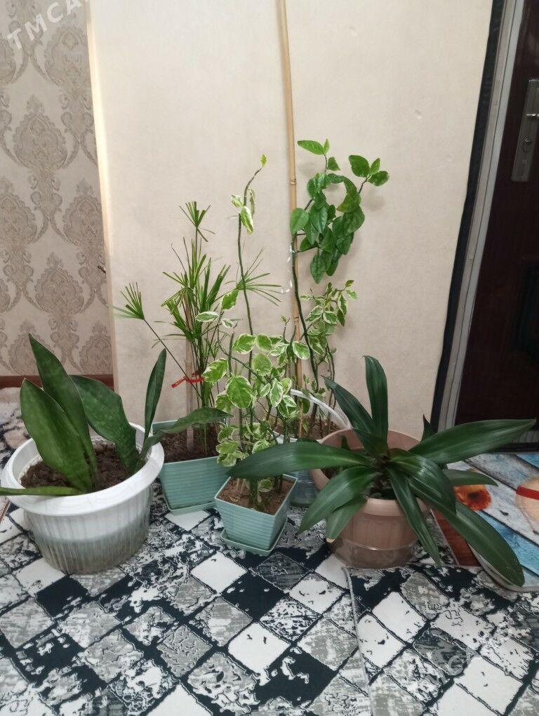 oy gulleri - Aşgabat - img 2