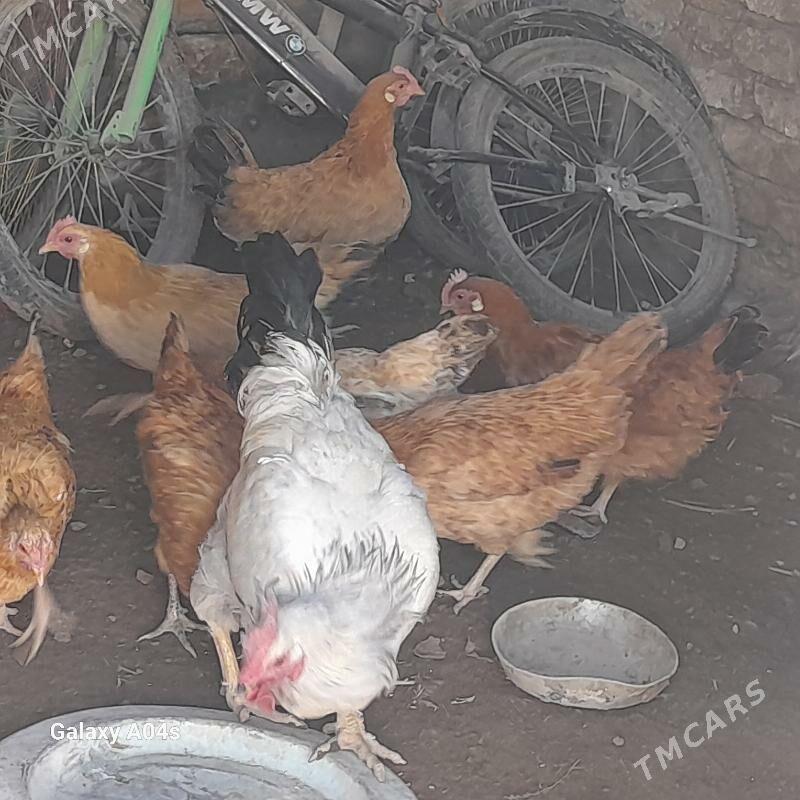 Towuk mesniÿ - Туркменабат - img 3